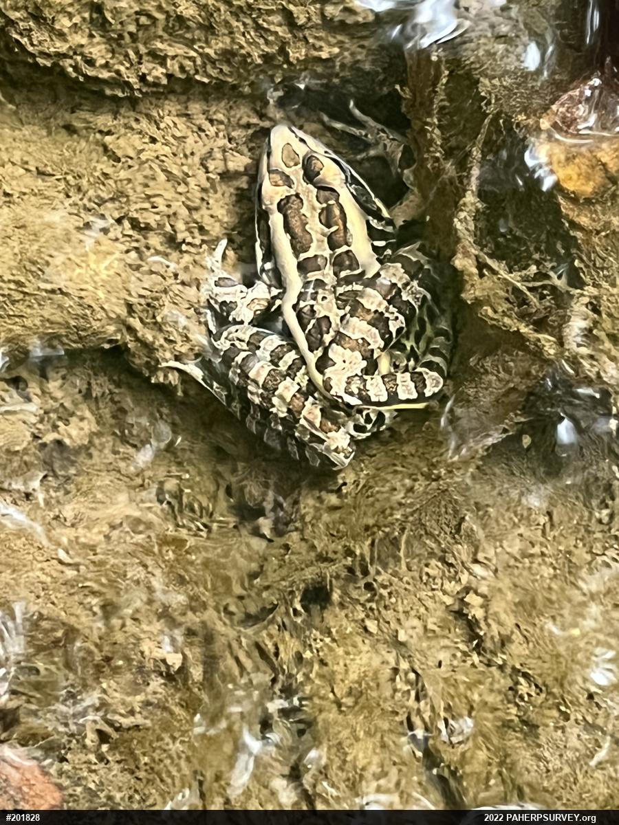 Pickerel Frog