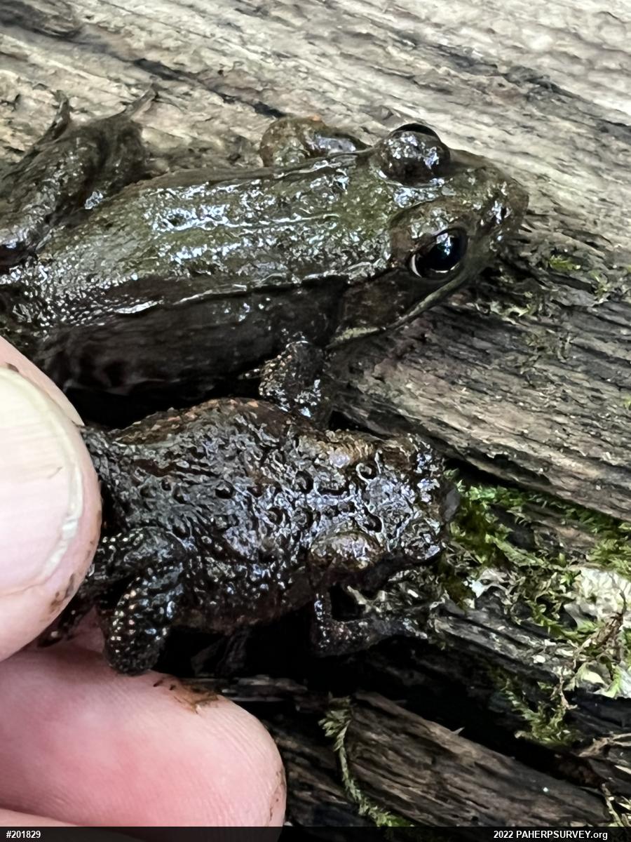 Green Frog