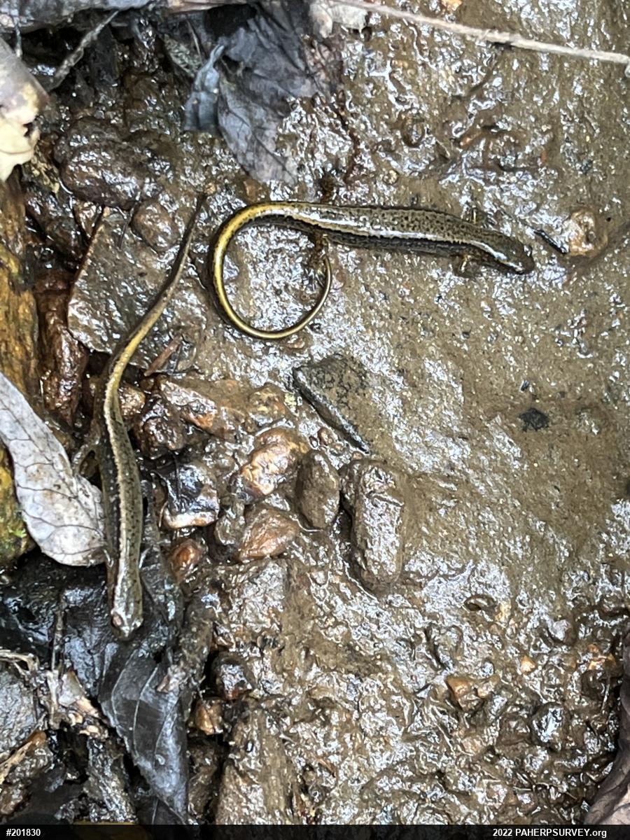 Northern Two-lined Salamander