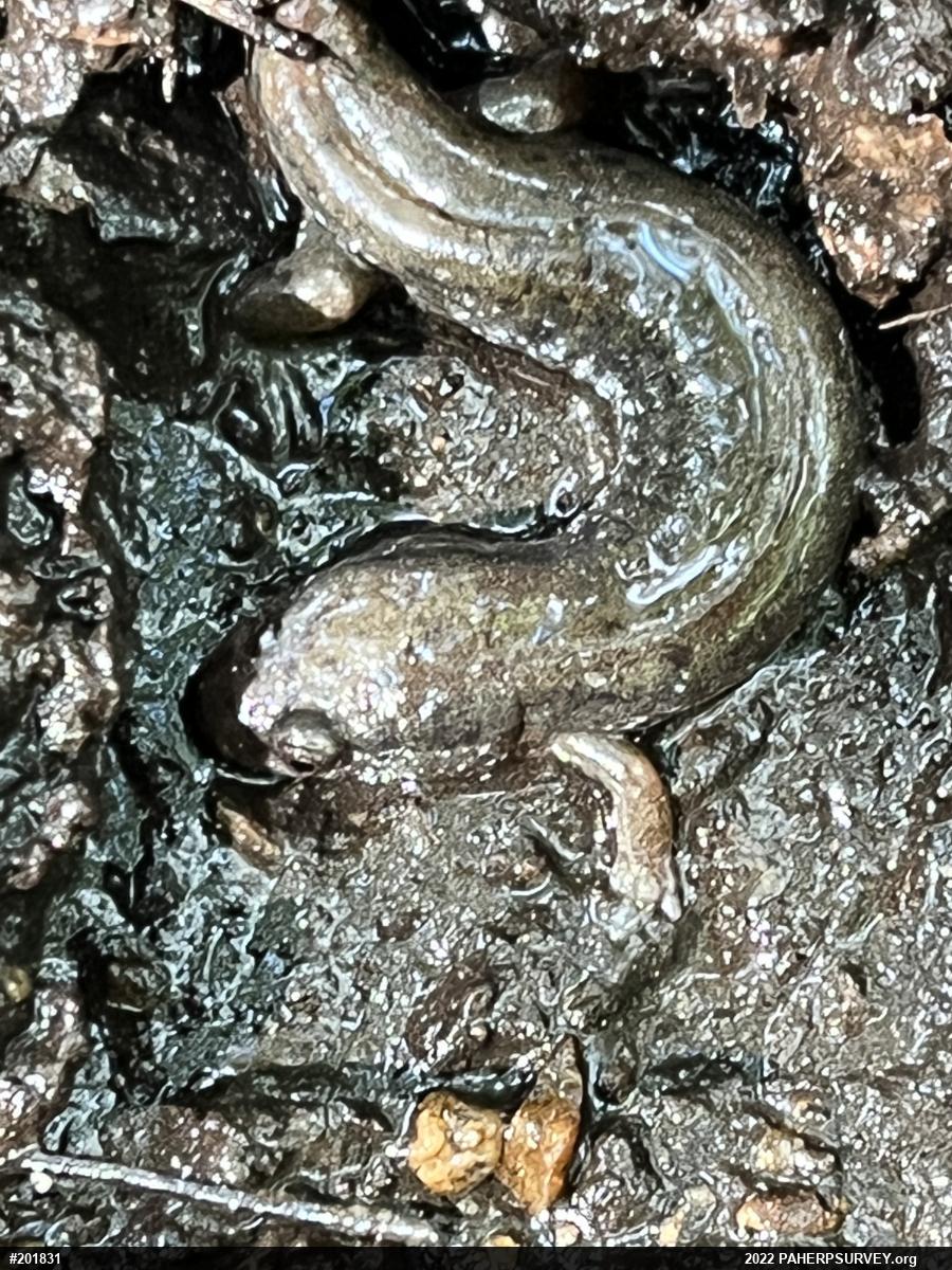 Northern Dusky Salamander