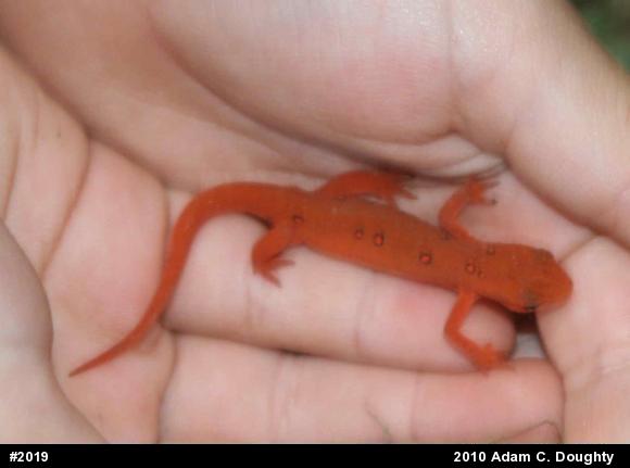 Red-spotted Newt