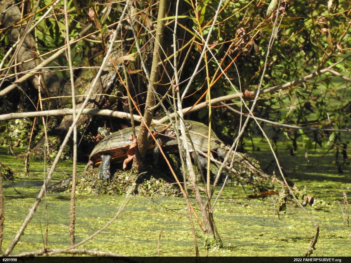 Painted Turtle
