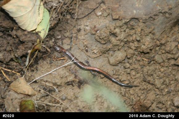 Eastern Red-backed  Salamander