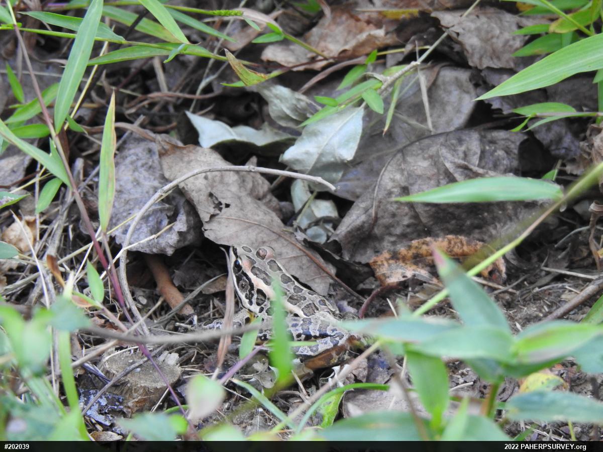 Pickerel Frog