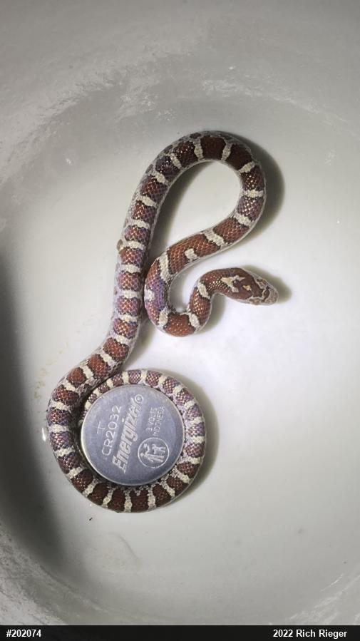 Eastern Milksnake