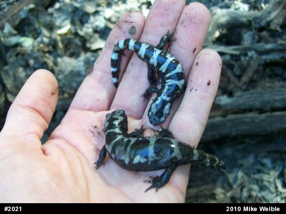 Marbled Salamander