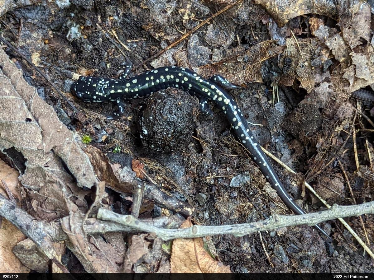 Northern Slimy Salamander