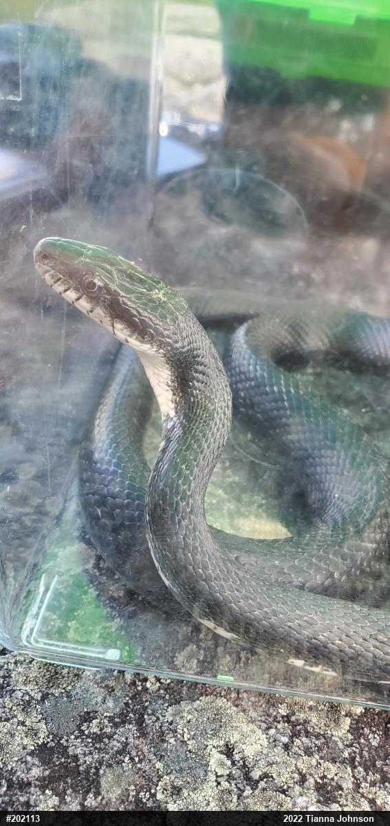 Eastern Ratsnake