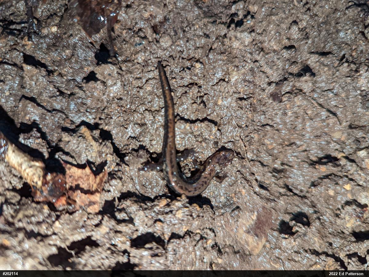Allegheny Mountain Dusky Salamander