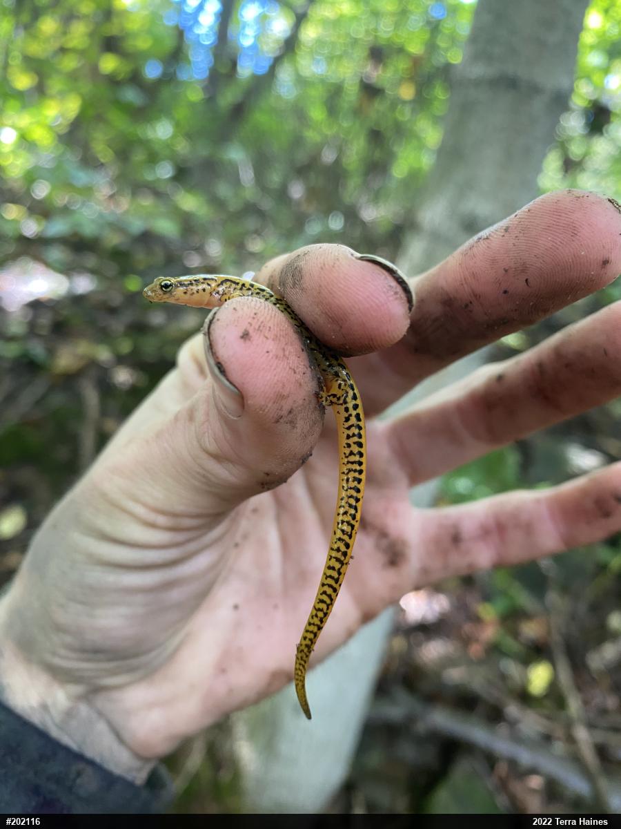 Eastern Long-tailed Salamander