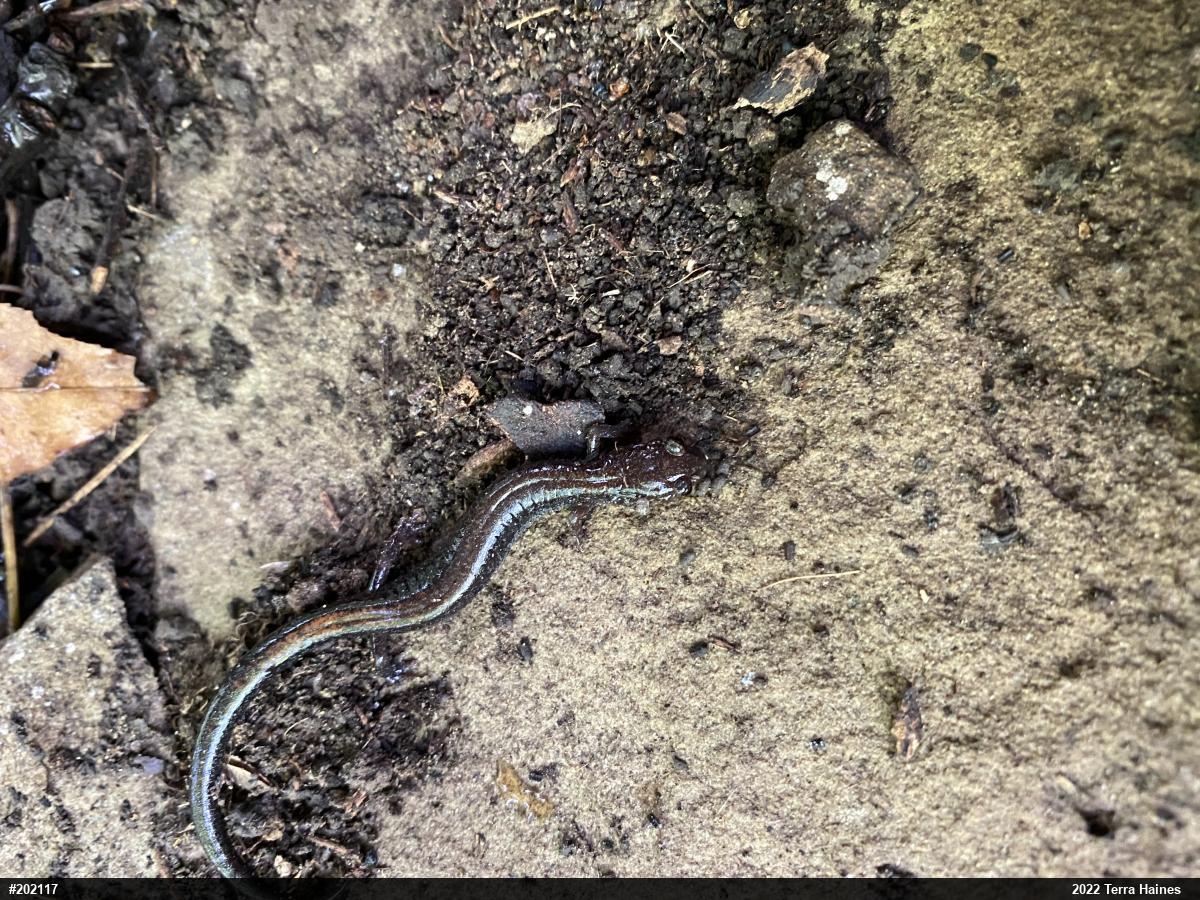 Eastern Red-backed  Salamander