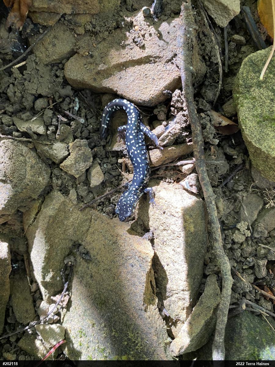 Northern Slimy Salamander