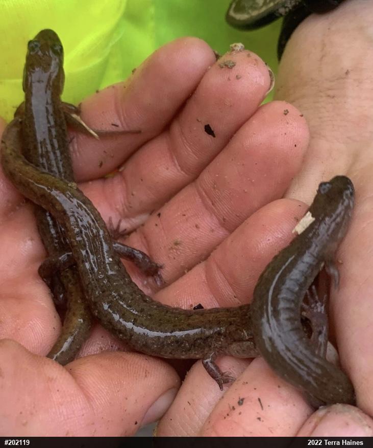 Northern Dusky Salamander