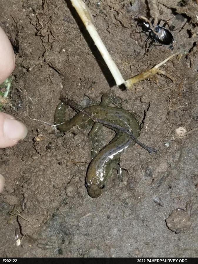 Northern Dusky Salamander