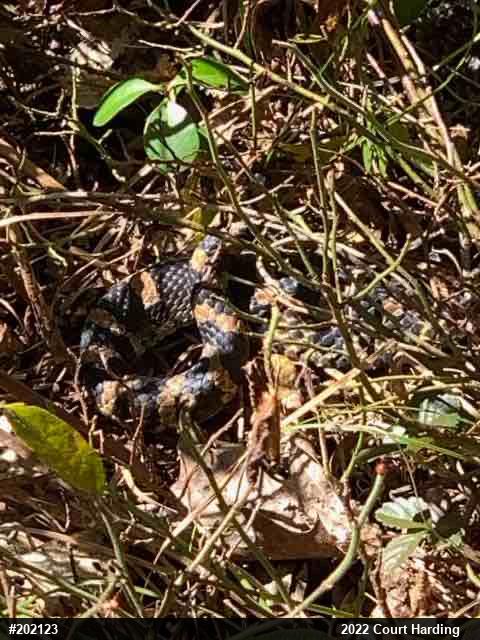 Eastern Hog-nosed Snake