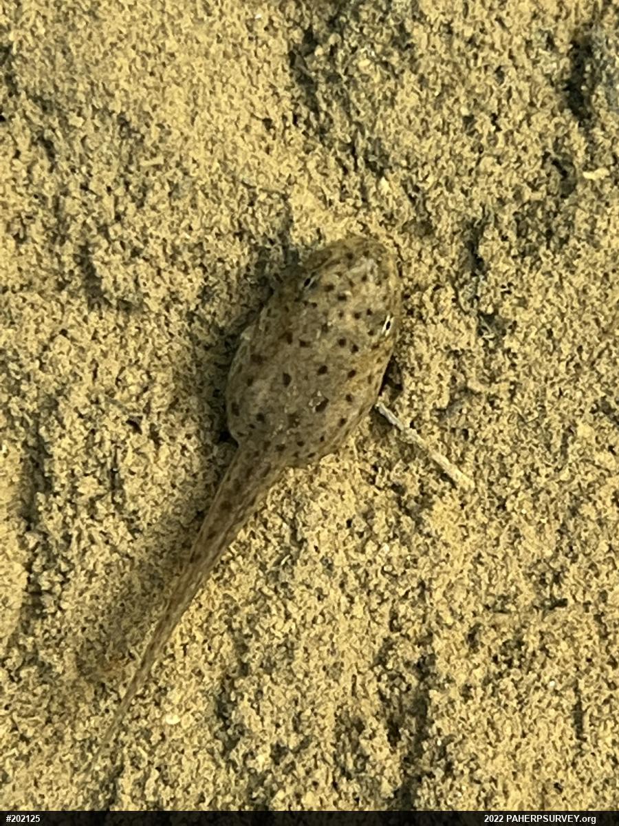 Green Frog