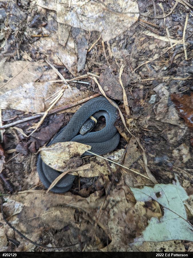 Northern Ring-necked Snake