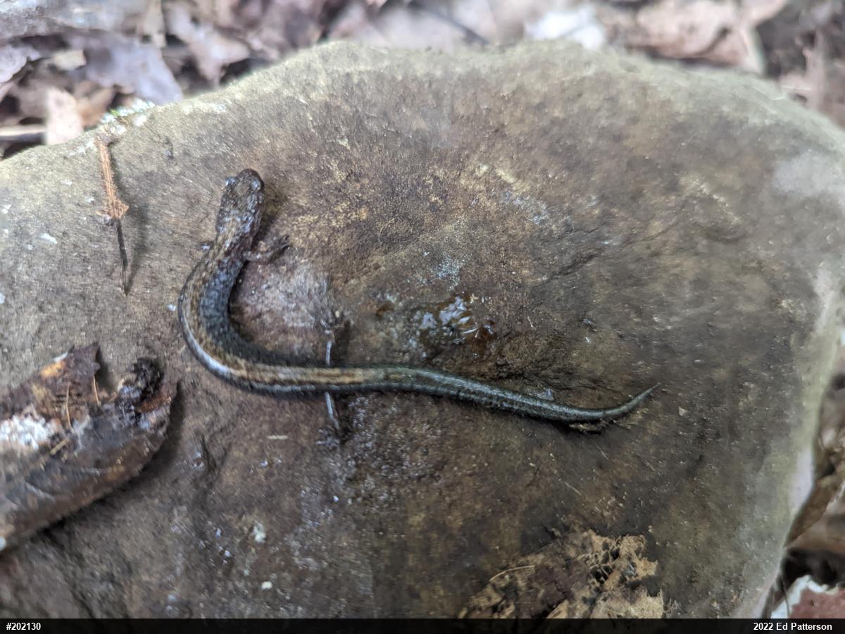 Eastern Red-backed  Salamander