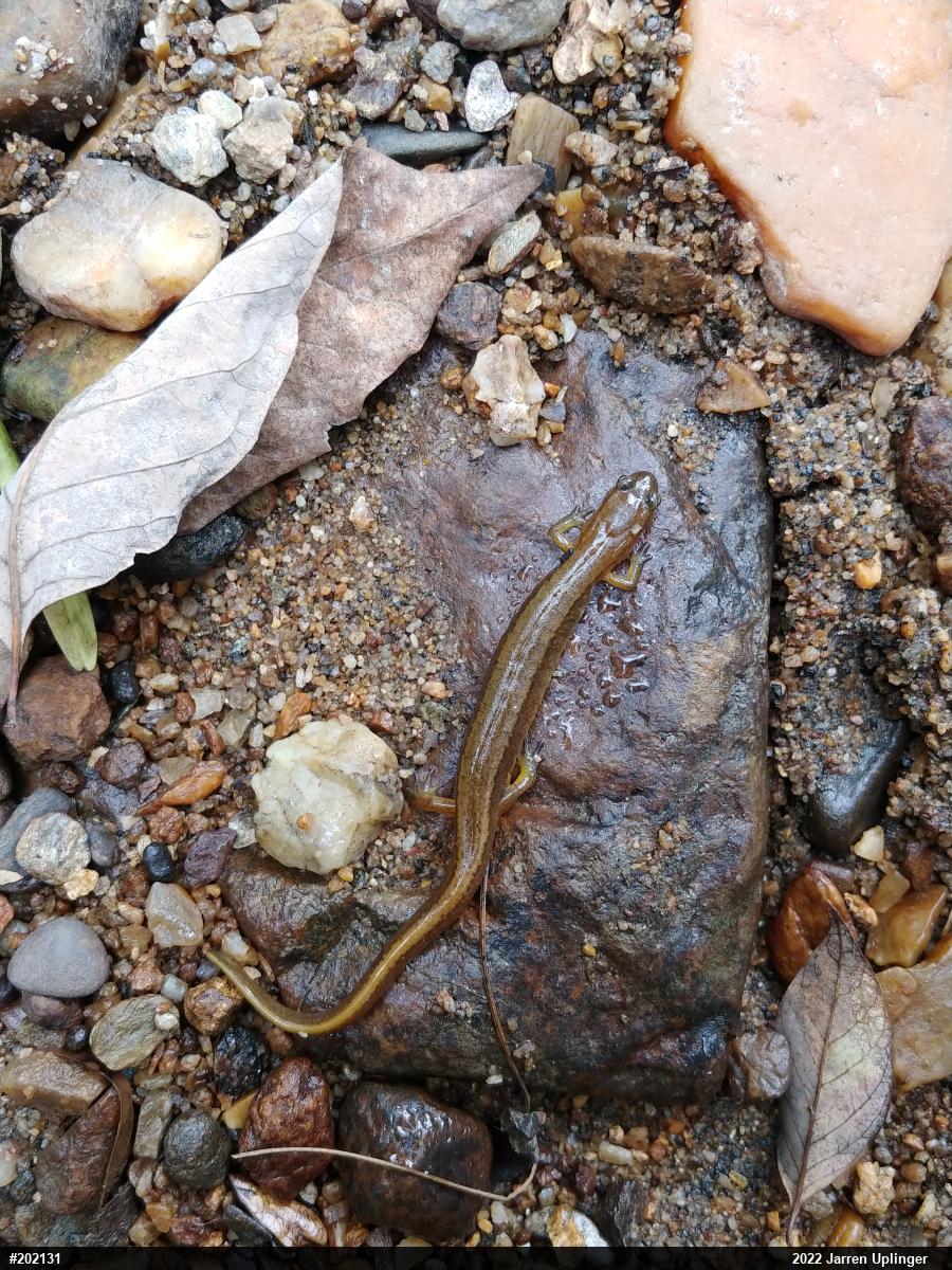 Northern Two-lined Salamander