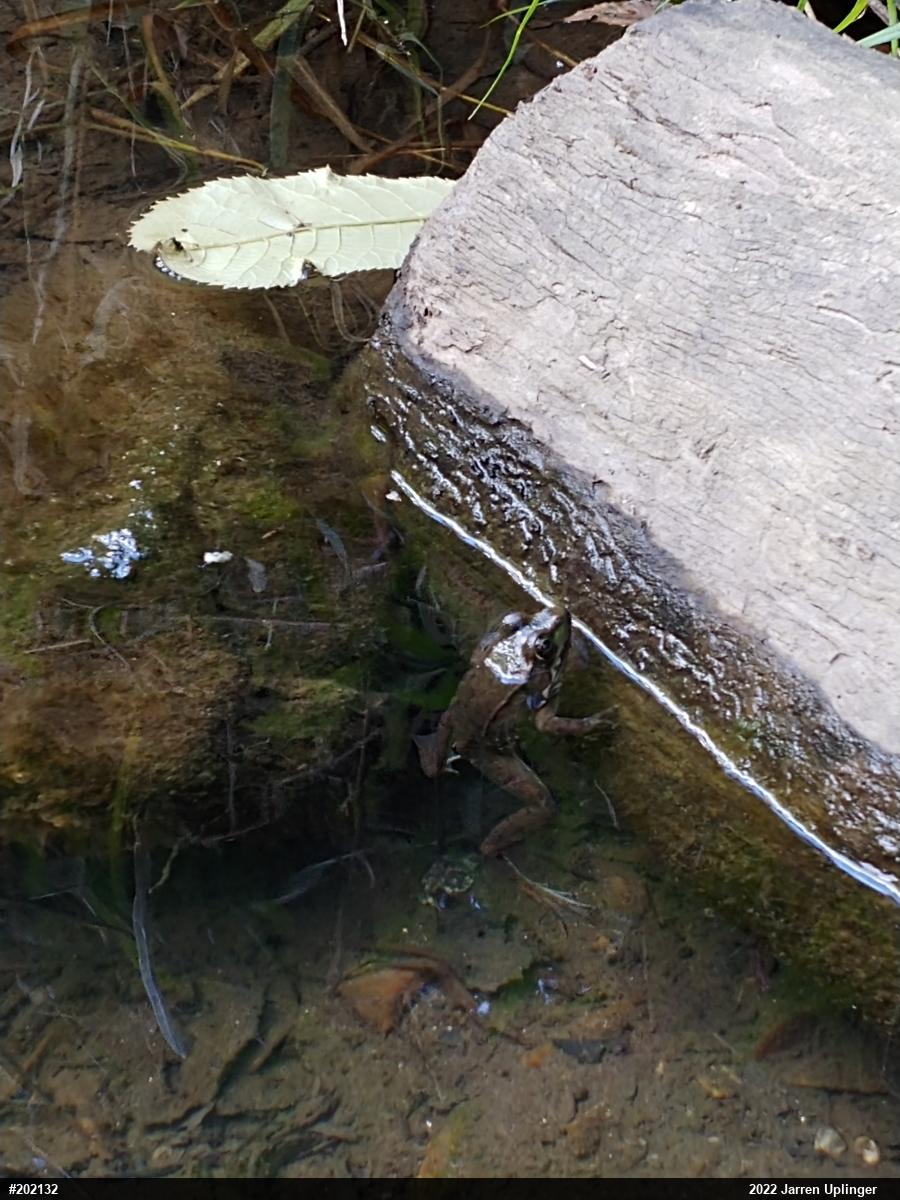 Green Frog