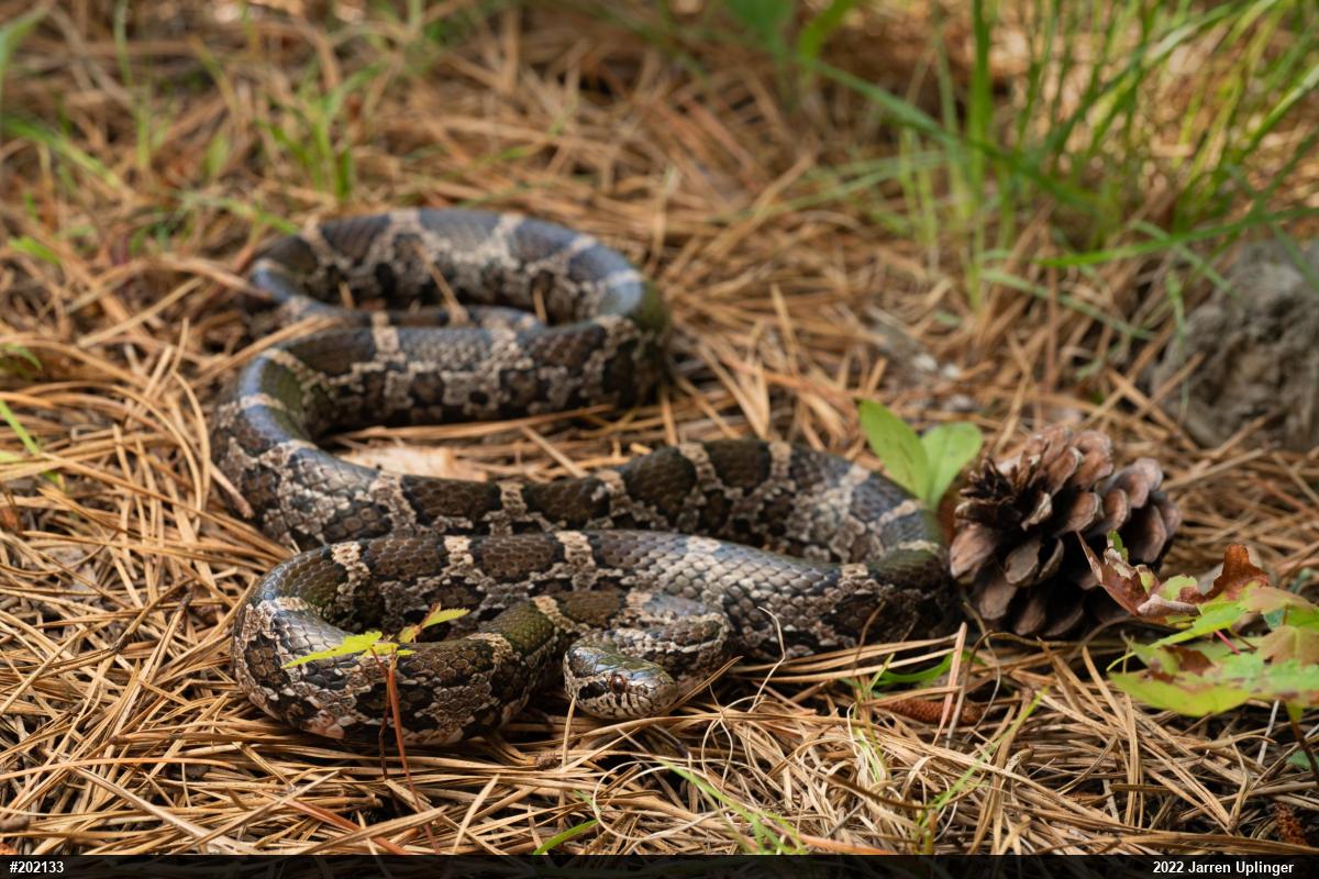 Eastern Milksnake