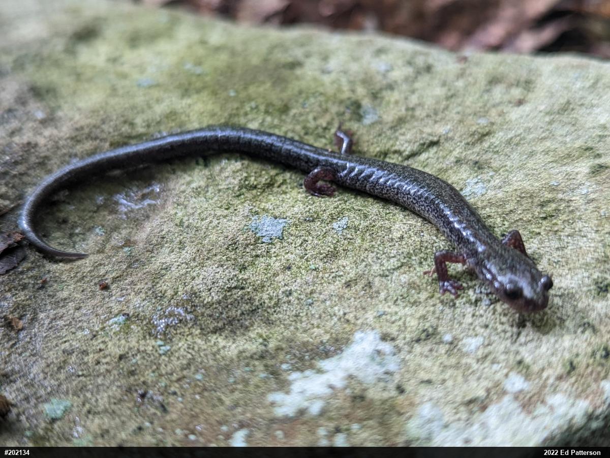 Valley And Ridge Salamander