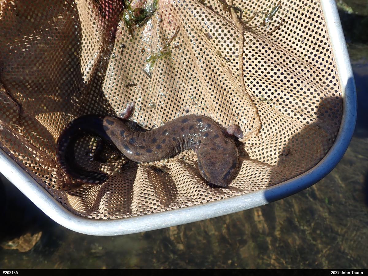 Common Mudpuppy