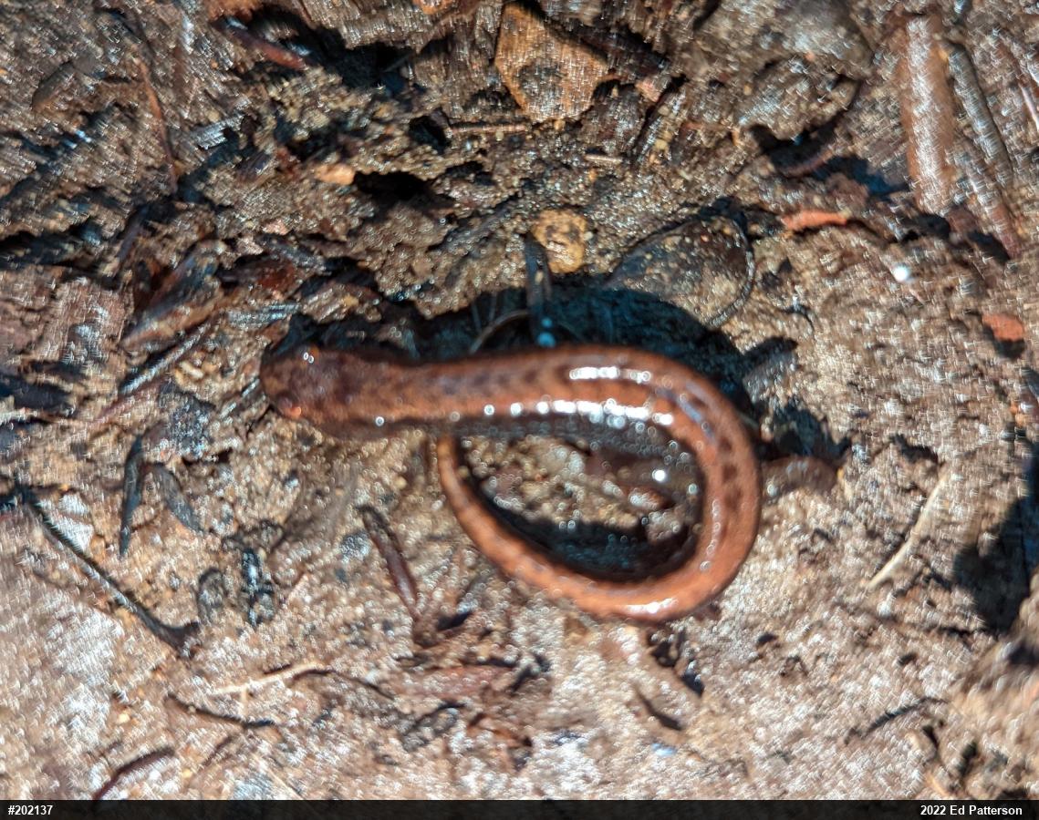 Allegheny Mountain Dusky Salamander