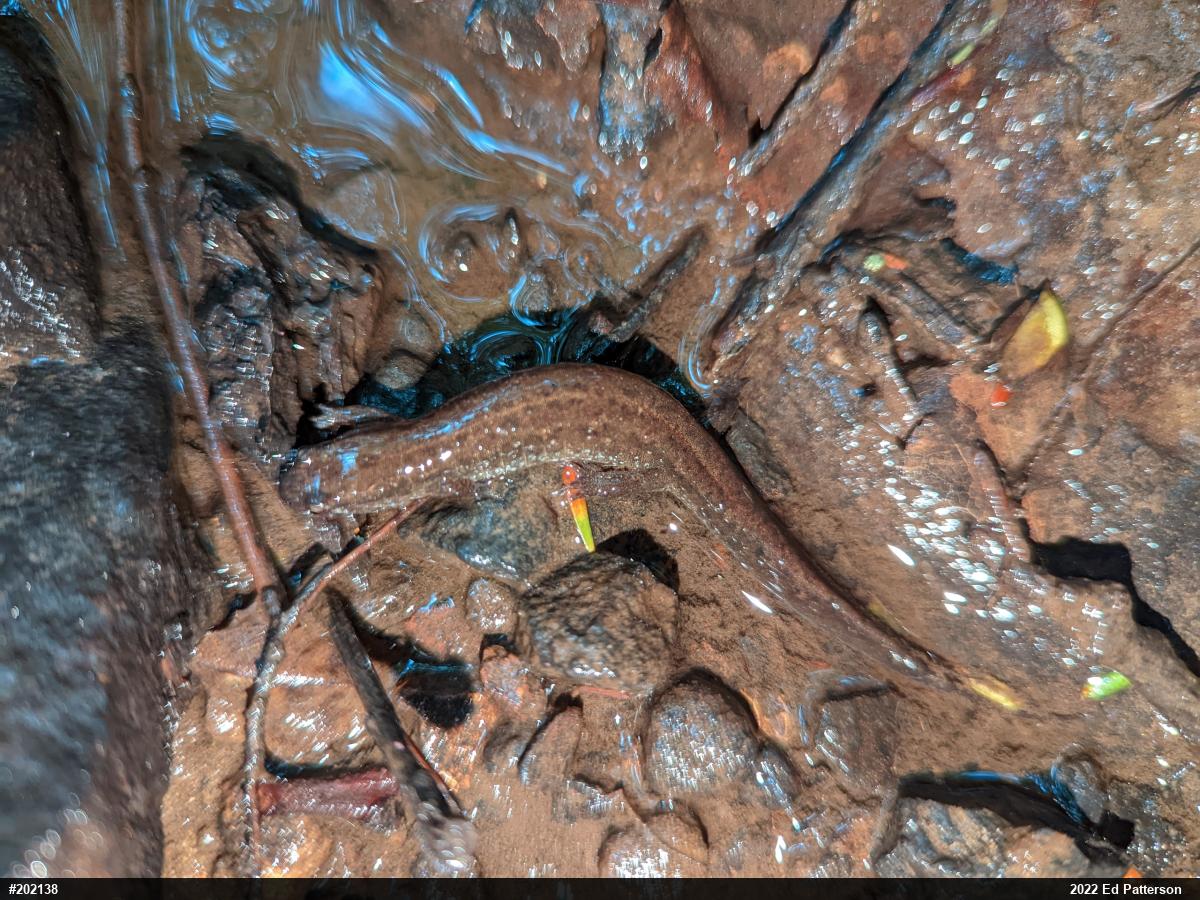 Northern Dusky Salamander