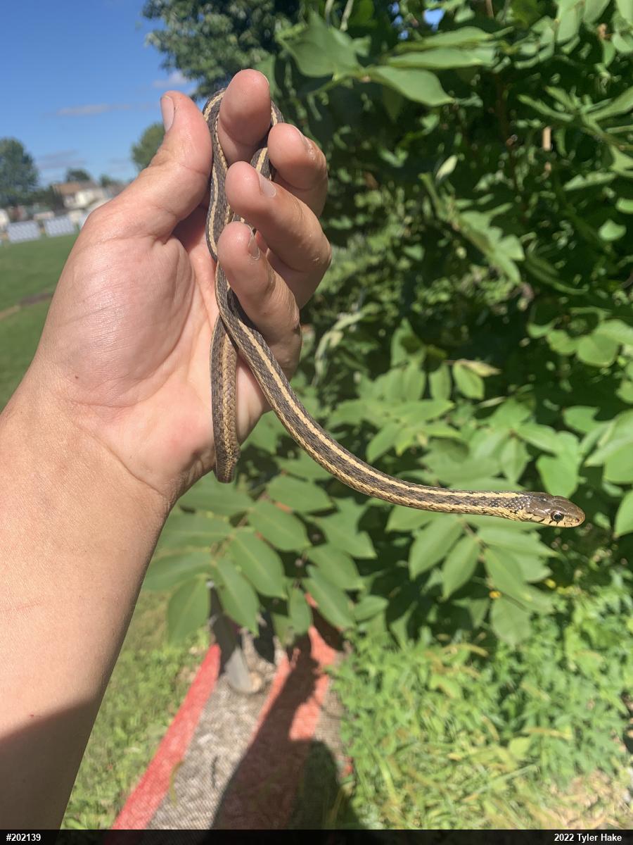 Eastern Gartersnake