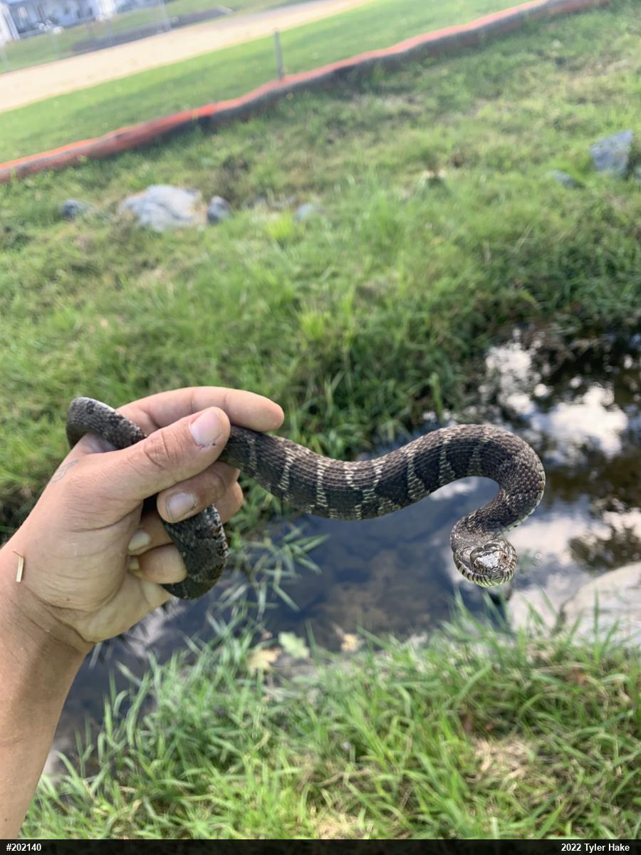 Northern Watersnake