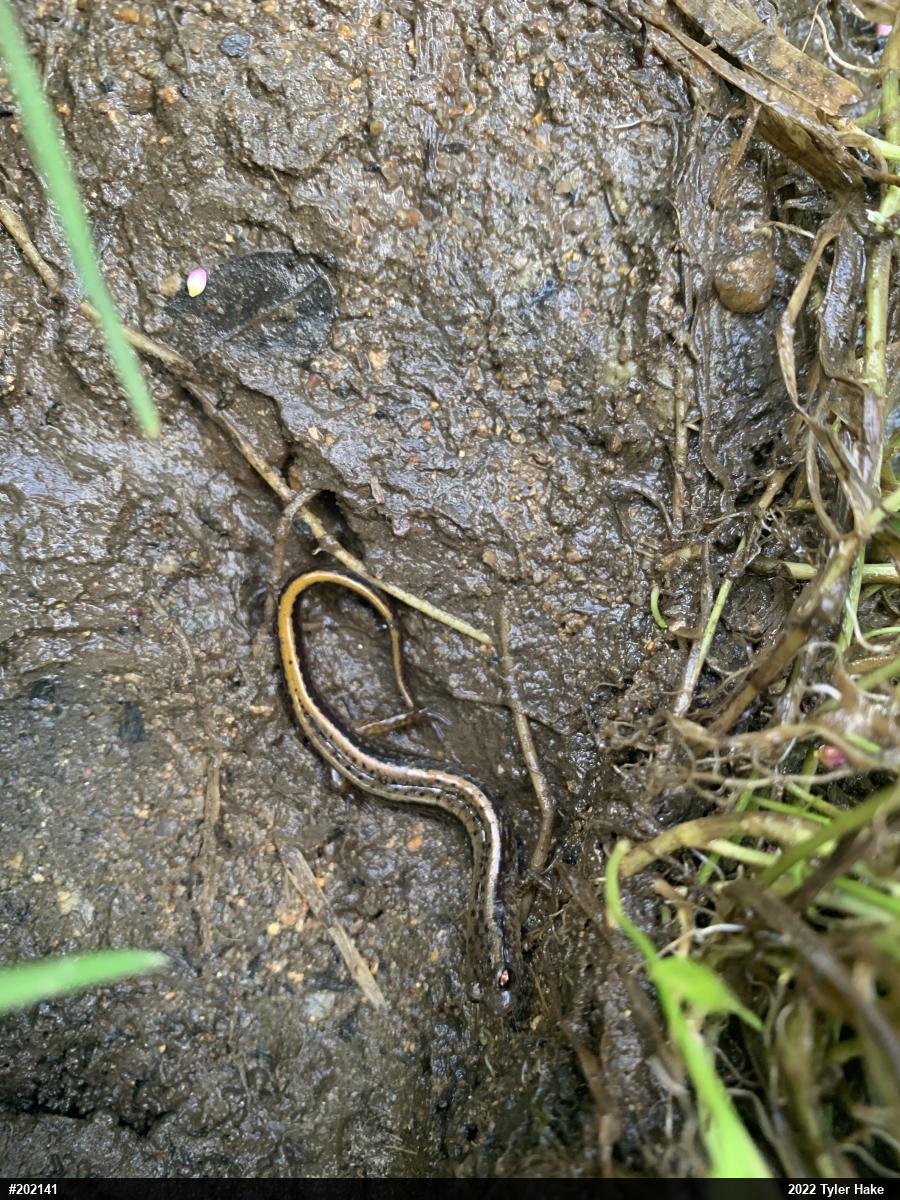 Northern Two-lined Salamander