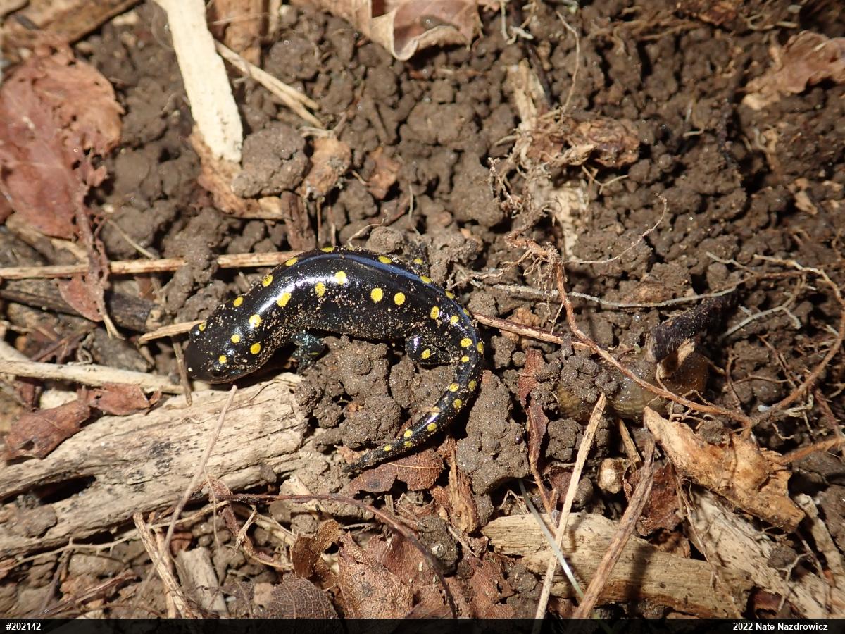 Spotted Salamander
