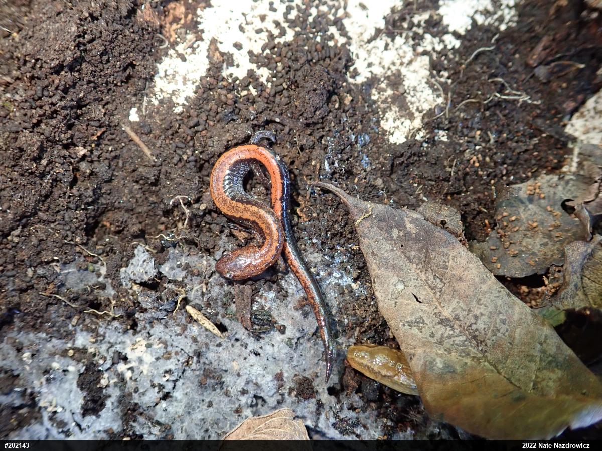 Eastern Red-backed  Salamander