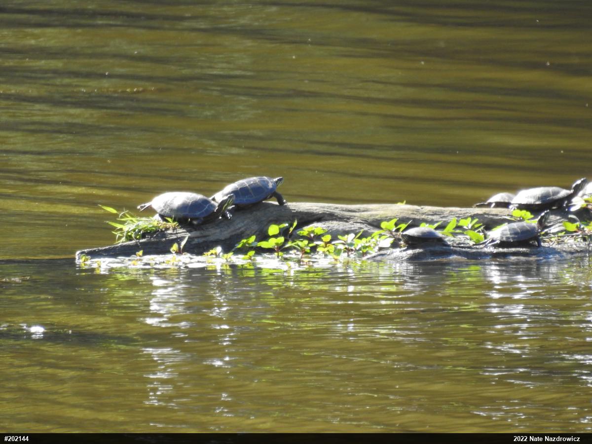 Eastern Painted Turtle