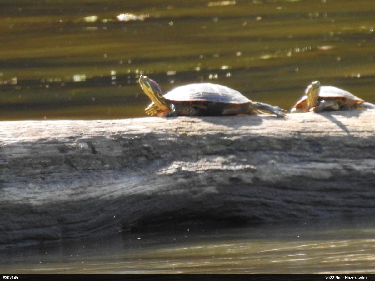 Red-eared Slider