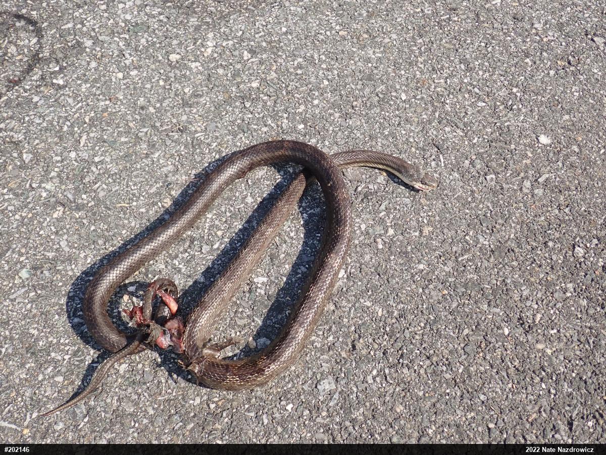 Eastern Ratsnake