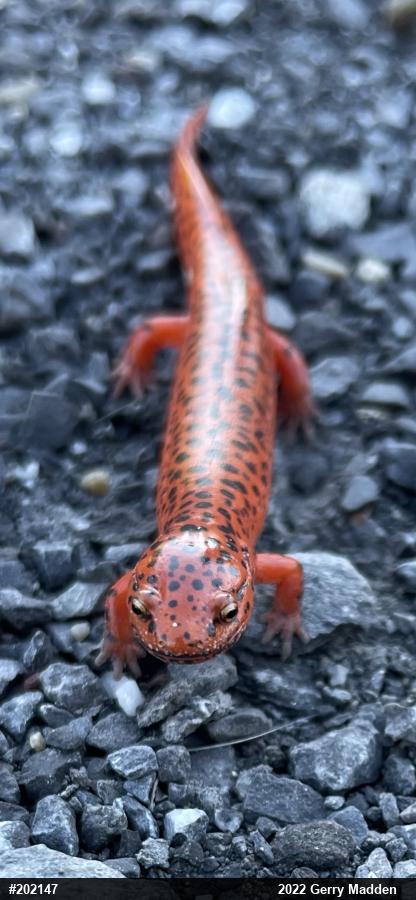 Northern Red Salamander