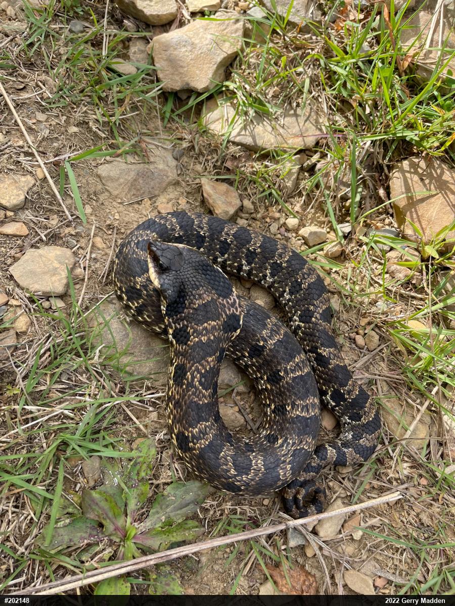Eastern Hog-nosed Snake