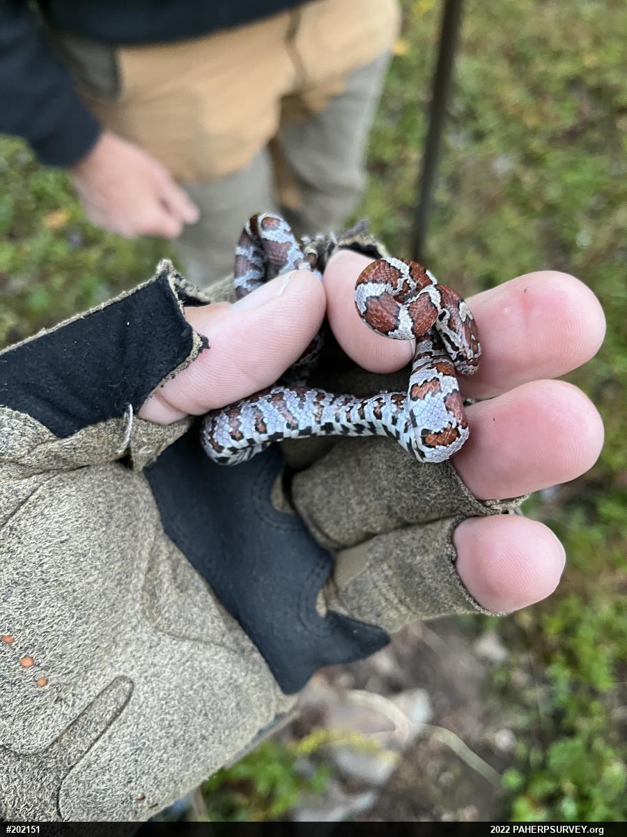 Eastern Milksnake