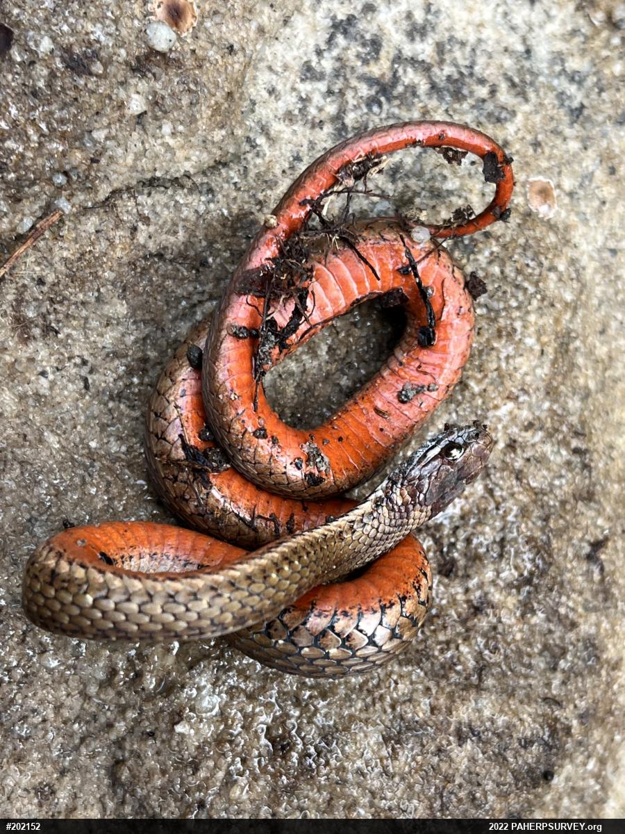 Red-bellied Snake