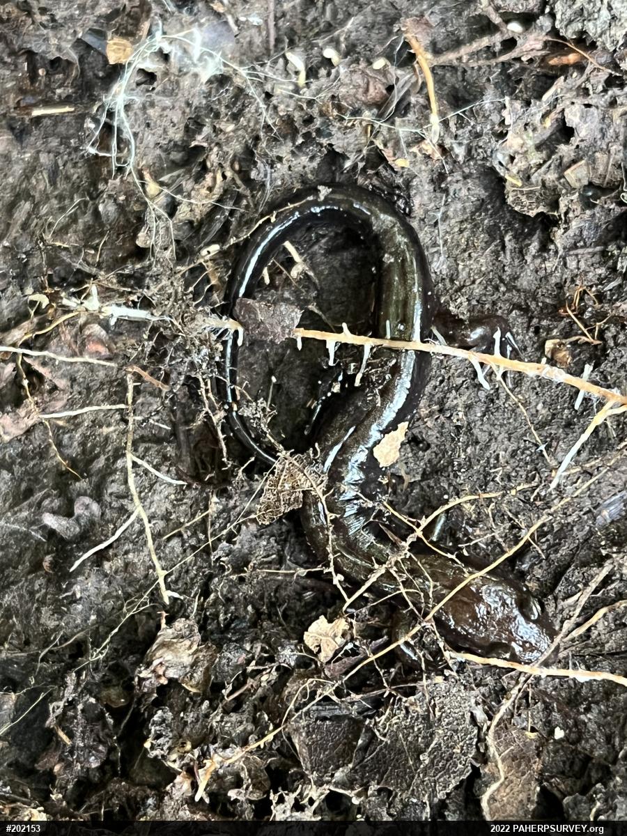 Allegheny Mountain Dusky Salamander
