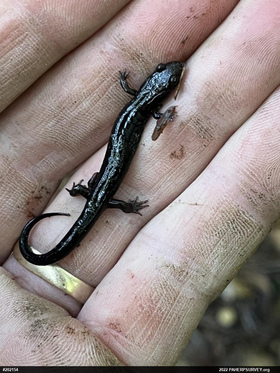 Northern Dusky Salamander
