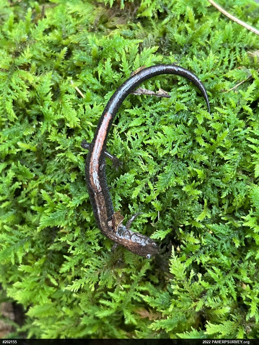 Eastern Red-backed  Salamander