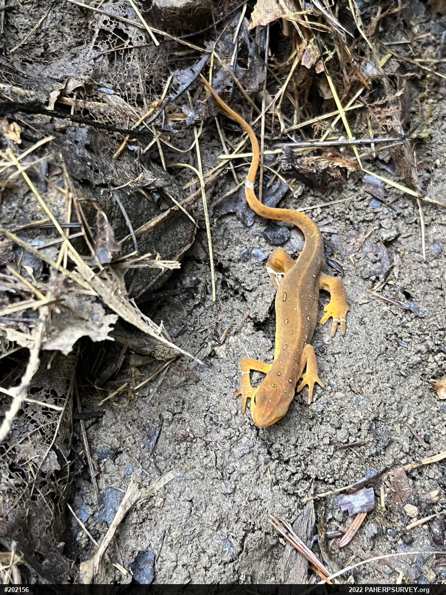 Red-spotted Newt