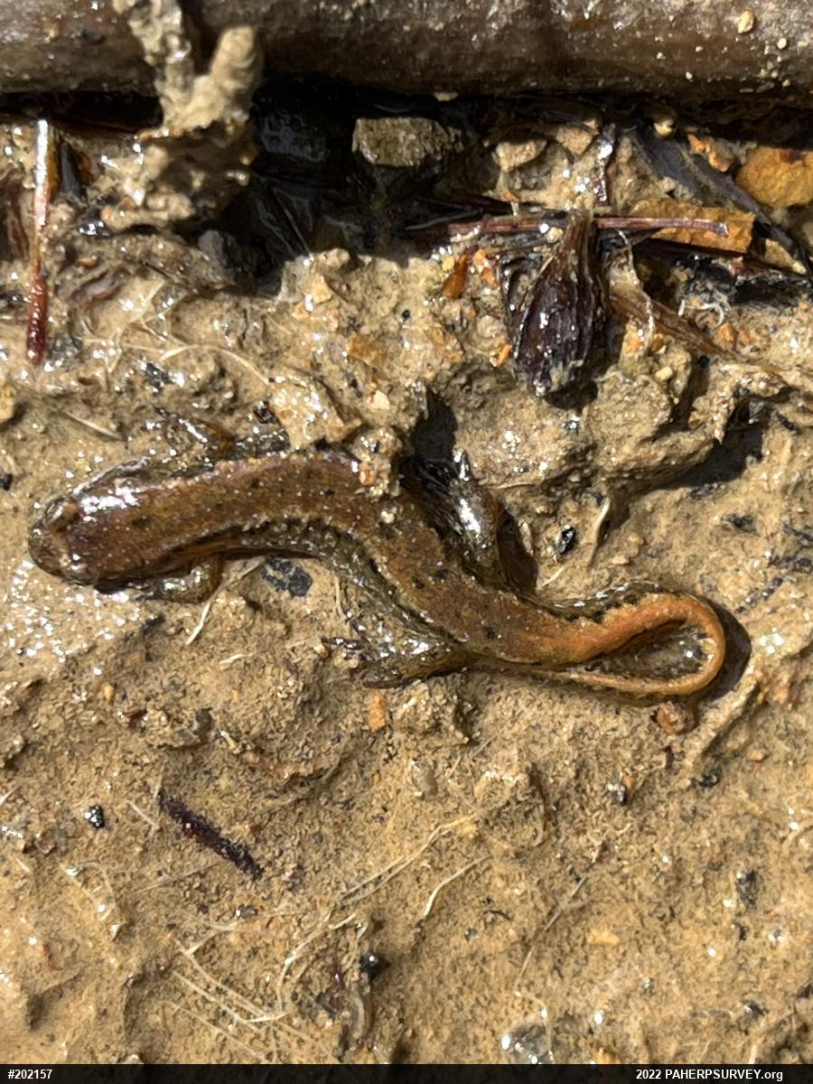 Northern Dusky Salamander