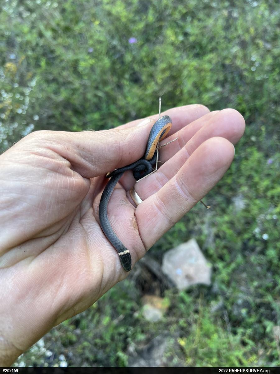 Northern Ring-necked Snake