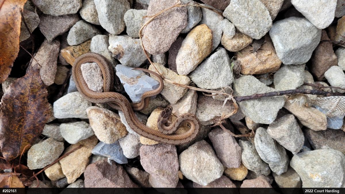 Dekay's Brownsnake
