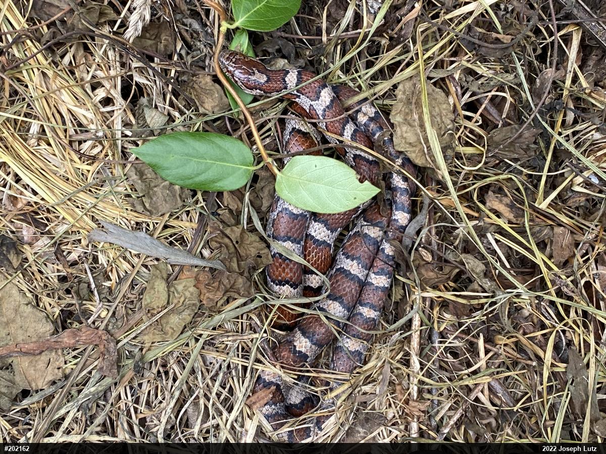Eastern Milksnake