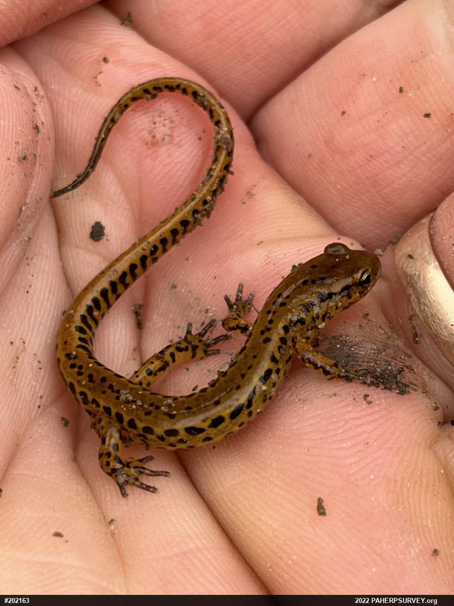 Eastern Long-tailed Salamander